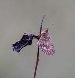 Zuidelijke Bosparelmoervlinder / Southern Heath Fritillary