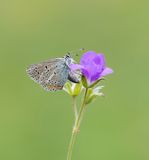Zwart Blauwtje / Geranium Argus