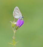 Zwart Blauwtje / Geranium Argus