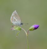 Zwart Blauwtje / Geranium Argus