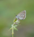 Zwart Blauwtje / Geranium Argus