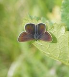 Zwart Blauwtje / Geranium Argus