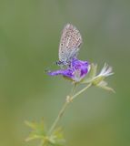 Zwart Blauwtje / Geranium Argus