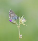 Zwart Blauwtje / Geranium Argus