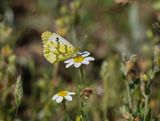Geel Oranjetipje / Provence Orange Tip
