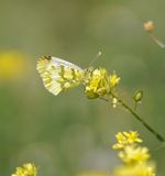 Geel Oranjetipje / Provence Orange Tip