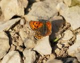 Iberische Bruine Vuurvlinder / Iberian Sooty Copper