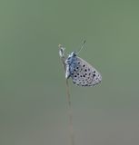 Moors Tijmblauwtje / False Baton Blue