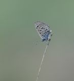 Moors Tijmblauwtje / False Baton Blue