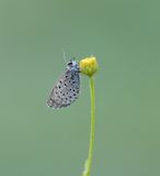Moors Tijmblauwtje / False Baton Blue