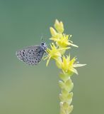 Moors Tijmblauwtje / False Baton Blue