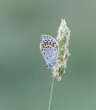 Spaans Saffierblauwtje / Spanish Sapphire Blue