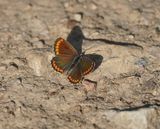 Moors Bruin Blauwtje / Southern Brown Argus