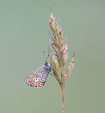 Moors Bruin Blauwtje / Southern Brown Argus