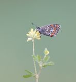 Moors Bruin Blauwtje / Southern Brown Argus
