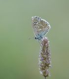 Provençaals Bleek Blauwtje / Provence Chalkhill Blue