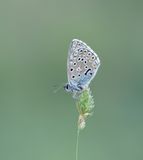 Provençaals Bleek Blauwtje / Provence Chalkhill Blue