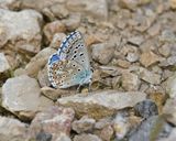 Adonisblauwtje / Adonis Blue