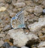 Adonisblauwtje / Adonis Blue