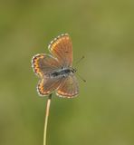 Adonisblauwtje / Adonis Blue