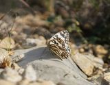 Westelijk Dambordje / Western Marbled White