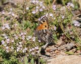Heivlinder / Grayling