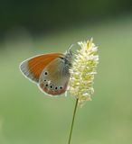 Roodstreephooibeestje / Chestnut Heath