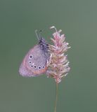 Roodstreephooibeestje / Chestnut Heath