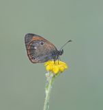 Roodstreephooibeestje / Chestnut Heath