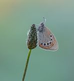 Roodstreephooibeestje / Chestnut Heath