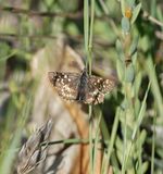 Zuidelijke Aardbeivlinder / Southern Grizzled Skipper