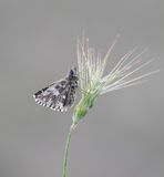 Zuidelijke Aardbeivlinder / Southern Grizzled Skipper