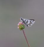 Groot Spikkeldikkopje / Large Grizzled Skipper