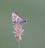 Groot Spikkeldikkopje / Large Grizzled Skipper
