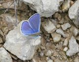 Groot Tragantblauwtje / Eschers Blue