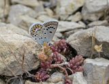 Groot Tragantblauwtje / Eschers Blue
