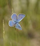 Groot Tragantblauwtje / Eschers Blue