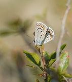 Groot Tragantblauwtje / Eschers Blue