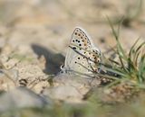 Groot Tragantblauwtje / Eschers Blue