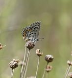 Vetkruidblauwtje / Chequered Blue