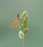 Geelsprietdikkopje / Small Skipper