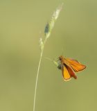 Geelsprietdikkopje / Small Skipper