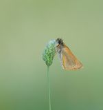 Geelsprietdikkopje / Small Skipper