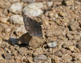 Bruin Dikkopje / Chequered Skipper