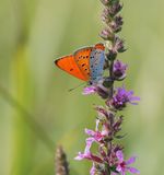 Grote Vuurvlinder / Large Copper (Lycaena dispar batava)