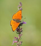 Grote Vuurvlinder / Large Copper (Lycaena dispar batava)
