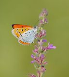 Grote Vuurvlinder / Large Copper (Lycaena dispar batava)