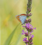 Grote Vuurvlinder / Large Copper (Lycaena dispar batava)