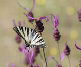 Spaanse Koningspage / Southern Scarce Swallowtail