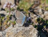 Parelmoerblauwtje / Mother-of-pearl Blue